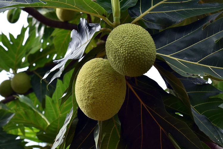 Sukun Mendadak VIral, Disebut Buah Roti