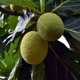 Sukun Mendadak VIral, Disebut Buah Roti