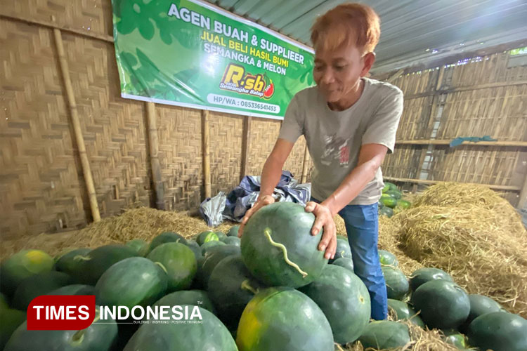 Petani Semangka di Kabupaten Bondowoso menjadi pemasok ke SPPG dan mengalami untung berlipat-lipat (FOTO: Moh Bahri/TIMES Indonesia)