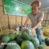 Berkat Program MBG, Petani Semangka di Bondowoso Untung Terus dan Tak Lagi Merugi