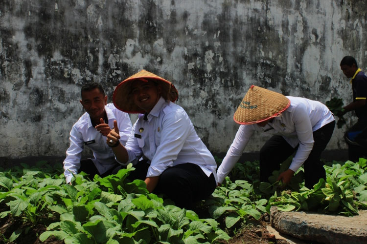 Panen sayur organik hasil produksi warga binaan di lahan Lapas Klas II Bondowoso (FOTO: Istimewa)