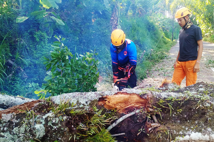 Pohon Tumbang Timpa Mobil di Jalur Ijen Bondowoso, Satu Warga Luka Serius