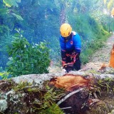 Pohon Tumbang Timpa Mobil di Jalur Ijen Bondowoso, Satu Warga Luka Serius