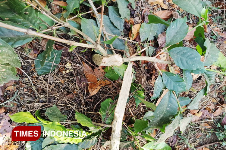 Tampak Pohon Kopi milik PTPN I Kecamatan Ijen Bondowoso ditebang orang tak dikenal (FOTO: Wahyudi for TIMES Indonesia)