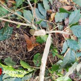 Pohon Kopi Produktif Milik PTPN I di Ijen Bondowoso Kembali Dirusak OTK