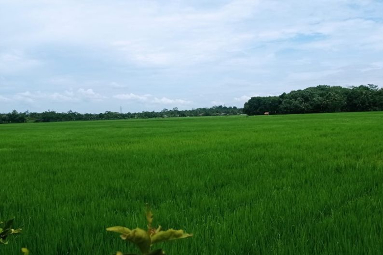 Pemkab Lebak Larang Alih Fungsi Sawah untuk Permukiman