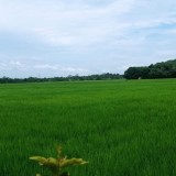 Pemkab Lebak Larang Alih Fungsi Sawah Demi Jaga Ketahanan Pangan