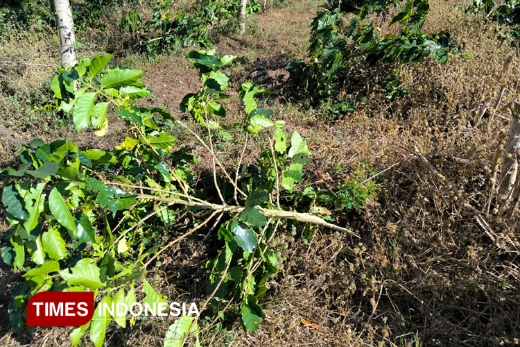 Pohon kopi milik PTPN di lahan 4,6 hektar di Kecamatan Ijen ditebang orang tak dikenal (FOTO: Dokumen pribadi)