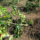Konflik Lahan Ijen Kembali Memanas, Dua Kali Pengrusakan Tanaman Kopi PTPN Terjadi dalam Dua Pekan