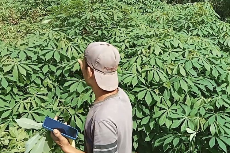 Mengenai Pertanian Singkong Rebah, Perpaduan Tepat Bertani dan Beternak di Pacitan