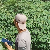 Mengenai Pertanian Singkong Rebah, Perpaduan Tepat Bertani dan Beternak di Pacitan