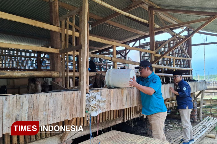 Kades Karanggeger, Kecamatan Pajarakan, Kabupaten Probolinggo, Bawon Santoso, memberi pakan pada ternak kambing yang dikelola BUMDes setempat (Foto: Abdul Jalil/TIMES Indonesia)