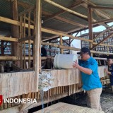 Karanggeger Buktikan Mandiri: PAD Datang dari Ternak, Pupuk Gratis dari Limbah