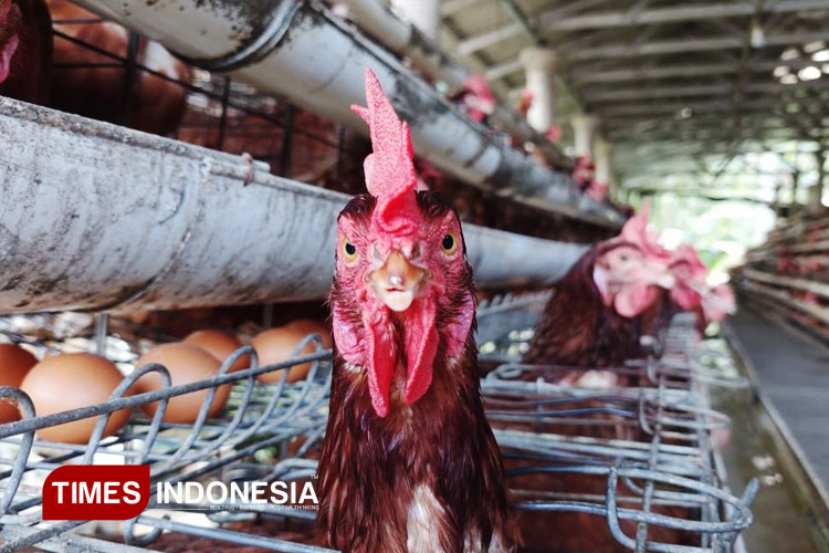 Pancaroba Datang, Pemkab Banyuwangi Ingatkan Risiko Penyakit Hewan Ternak