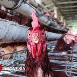 Pancaroba Datang, Pemkab Banyuwangi Ingatkan Risiko Penyakit Hewan Ternak