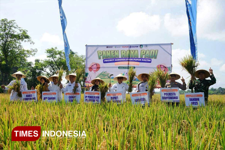 Tahun 2025, Produksi Padi di Banyuwangi Surplus Besar Capai 806.164 Ton