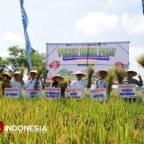Tahun 2025, Produksi Padi di Banyuwangi Surplus Besar Capai 806.164 Ton