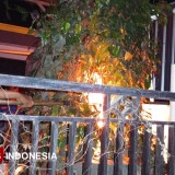 Kakek 80 Tahun di Pemalang Tewas Diserang Tawon Vespa Saat Bersihkan Halaman