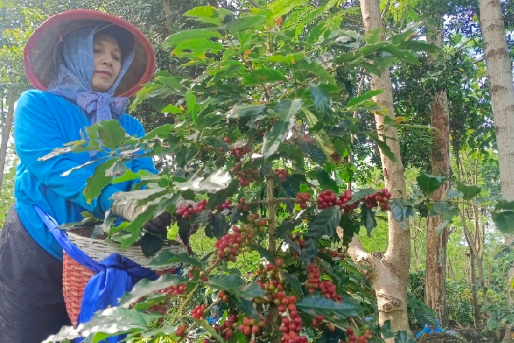 Pekerja PT Perkebunan Nusantara di Kecamatan Ijen Bondowoso saat panen kopi (FOTO: Moh Bahri/TIMES Indonesia)