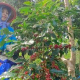 Konflik Agraria: Berapa Luasan HGU PTPN di Ijen Bondowoso?
