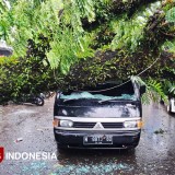 Hujan Deras Tumbangkan Pohon di Jalan Prof Yamin Kota Malang, Satu Warga Terluka dan Sejumlah Kendaraan Rusak