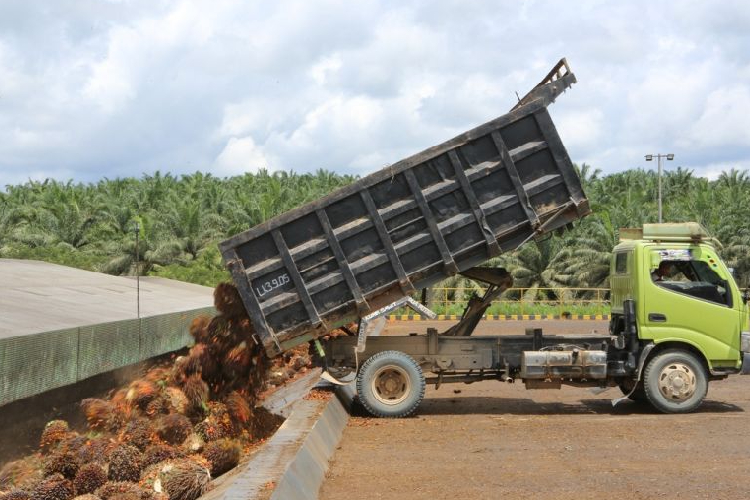 Lumbung Emas Hijau Emiten DSNG Panen Laba, Tembus Rp1,3 Triliun