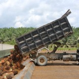 Lumbung Emas Hijau Emiten DSNG Panen Laba, Tembus Rp1,3 Triliun