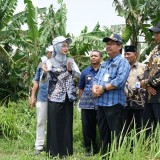 Wali Kota Kediri Tinjau Kesiapan Lahan Untuk Urban Farming di Dua Kelurahan