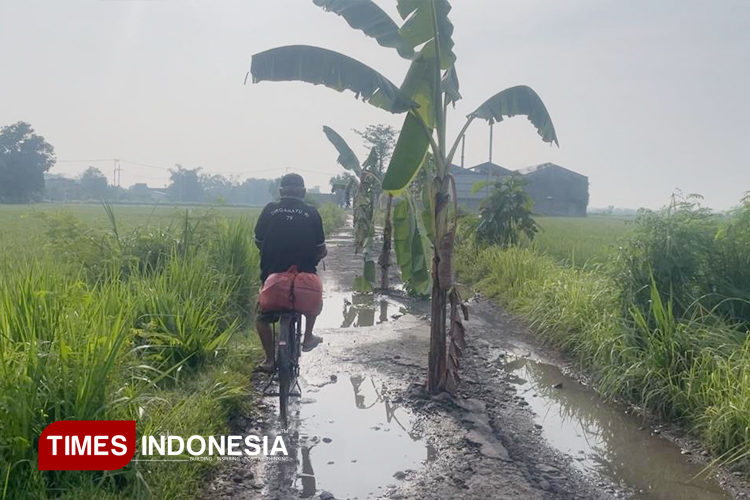 12 Tahun Jalan Tak Kunjung Diperbaiki, Warga Jombang Tanam Pisang di Tengah Jalan