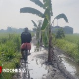 Warga Jombang Tanam Pisang di Tengah Jalan yang Rusak