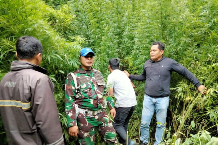 Aparat TNI dari Kodim 0205/Tanah Karo menemukan ladang ganja seluas sekitar satu rante (20x20 meter) di kawasan hutan Sibuatan, Desa Pancur Batu, Kecamatan Merek, Kabupaten Karo, Sumatera Utara, Jumat. (Foto: Dandim 02025/TK)
