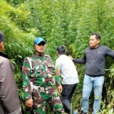 Kodim 0205/TK Bongkar Ladang Ganja di Hutan Sibuatan Karo Sumut