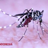 Puncak DBD di Jakarta Barat Capai 362 Kasus, Ahli Ingatkan Pentingnya PSN 3M Plus