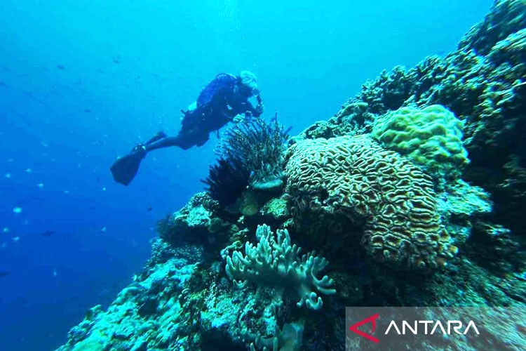 Arsip - Seorang wisatawan menyelam di bawah laut Sombu Dive, di Kecamatan Wangi-wangi, Wakatobi, Sulawesi Tenggara, Selasa (7/10/2025). (FOTO: Antara/Jojon/rwa)