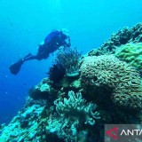Terumbu Karang di Laut Merah Ternyata Kebal Pemutihan!