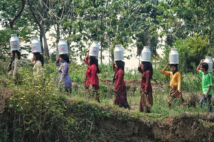 Kegiatan sunggi susu yang dilakukan warga Kecamatan Krucil. (Foto: Istimewa)