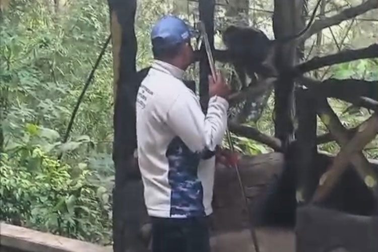 Teror Monyet Ekor Panjang Meresahkan Cianjur, Tiga Warga Terluka