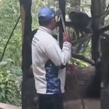 Teror Monyet Ekor Panjang Meresahkan Cianjur, Tiga Warga Terluka