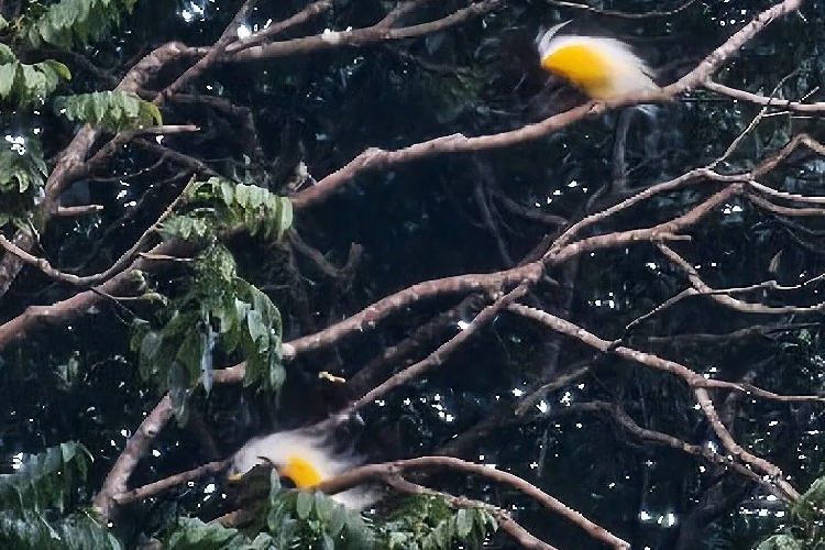 Burung cenderawasih di habitatnya di hutan bukit Issyo, Nimbokran, Kabupaten Jayapura, Papua. (FOTO: ANTARA/HO/Dok EAB Outdoor)