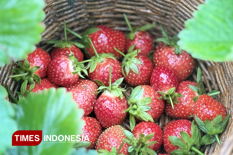 Stroberi segar yang dapat langsung dinikmati di Wisata petik stroberi Kebundesa. (FOTO:Hilmi Amirul Huda/TIMES Indonesia)