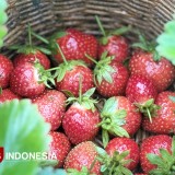 Kebundesa Batu, Wisata Petik Stroberi Segar di Kaki Gunung Arjuno