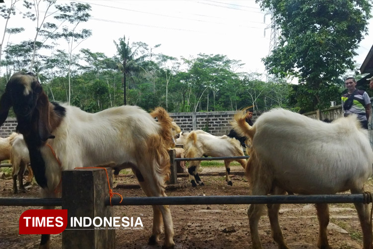 Harga Kambing di Pacitan Anjlok, Peternak Dipaksa Gigit Jari