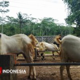 Harga Kambing di Pacitan Anjlok, Peternak Dipaksa Gigit Jari