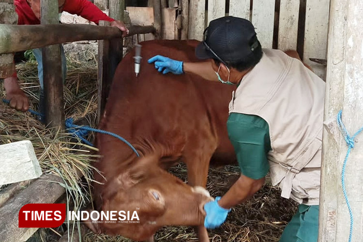 Pengecekan kesehatan hewan dan pemberian vaksin oleh petugas DKPP Pacitan. (FOTO: Yusuf Arifai/TIMES Indonesia)