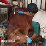 Dua Titik di Pacitan Ditemukan Spora Aktif Antraks di Tanah