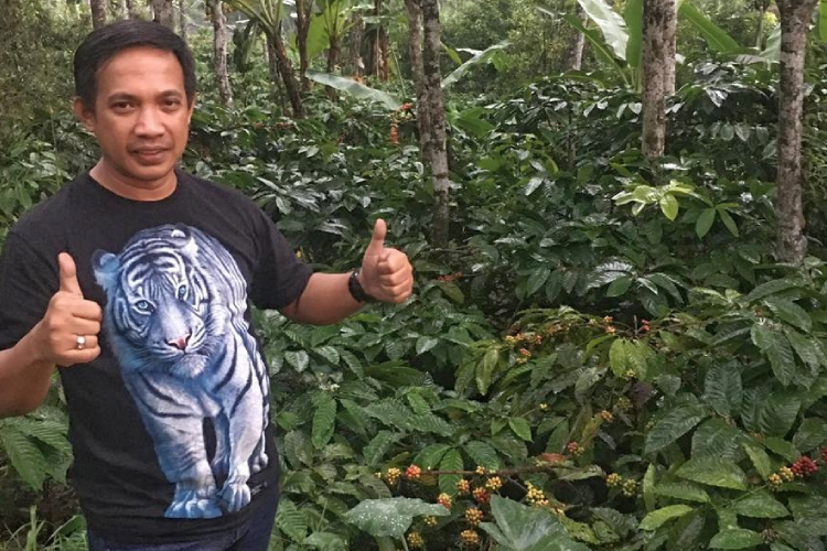 Bukan Domba, Kini Kopi dan Kelapa Jadi Harapan Baru Ekonomi Pacitan