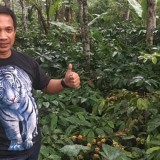 Bukan Domba, Kini Kopi dan Kelapa Jadi Harapan Baru Ekonomi Pacitan