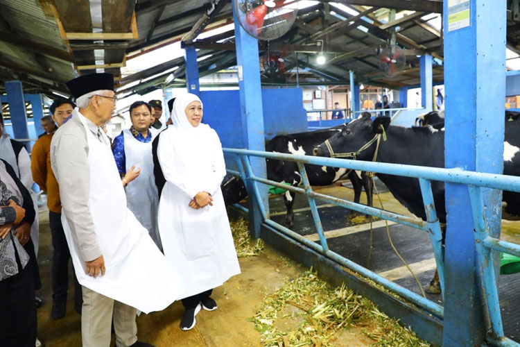 Khofifah Optimistis Produksi Susu Jatim Dongkrak Pasokan Nasional