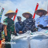 Dukung Ketahanan Pangan, Lanal Banyuwangi Panen Raya Kedelai