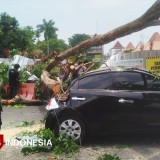 Pohon Tumbang Timpa Mobil di Alun-Alun Sidoarjo, Beruntung Tak Ada Korban
